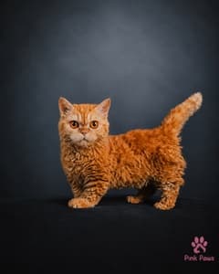 Garfield, Curly Munchkin