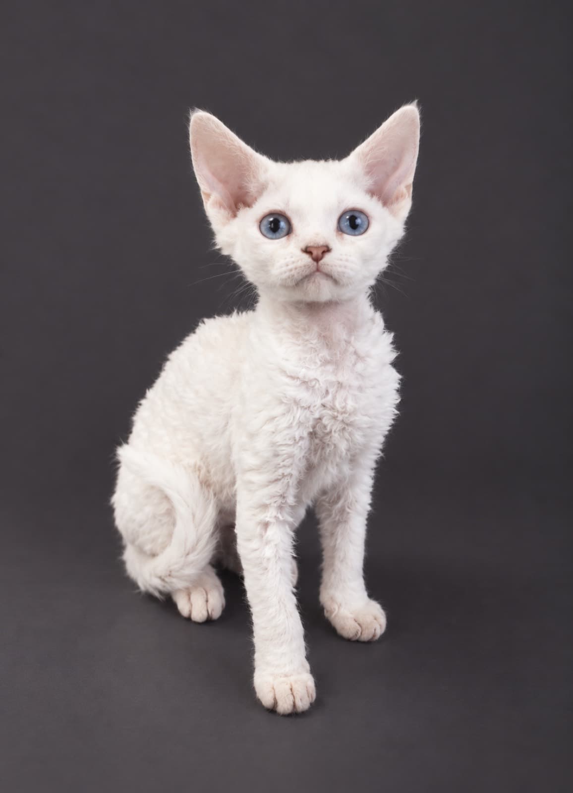 Gigi, Devon Rex