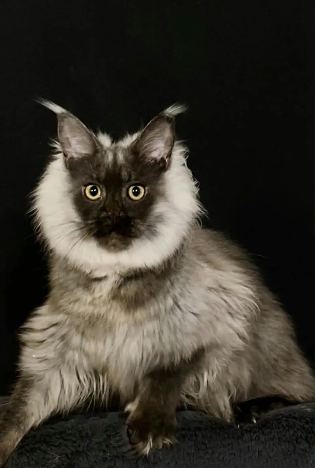 Gina, Maine Coon