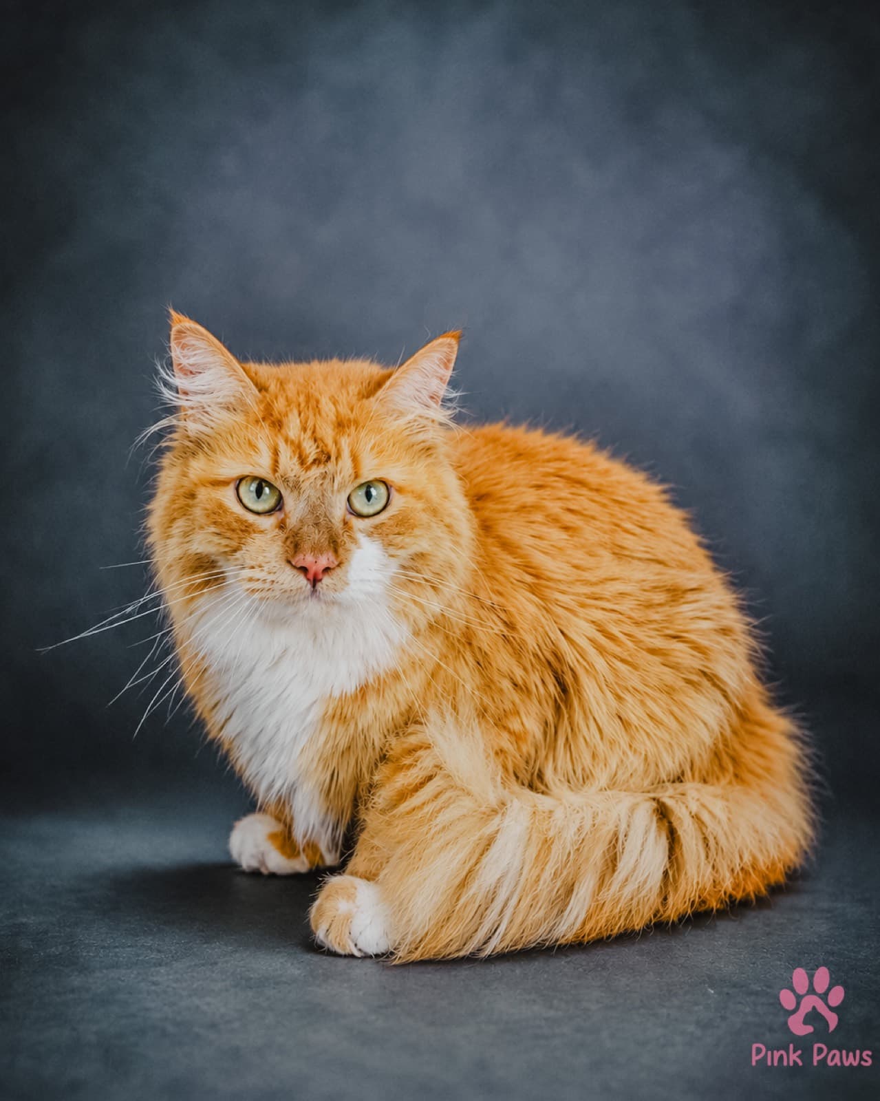 Honey, Maine Coon