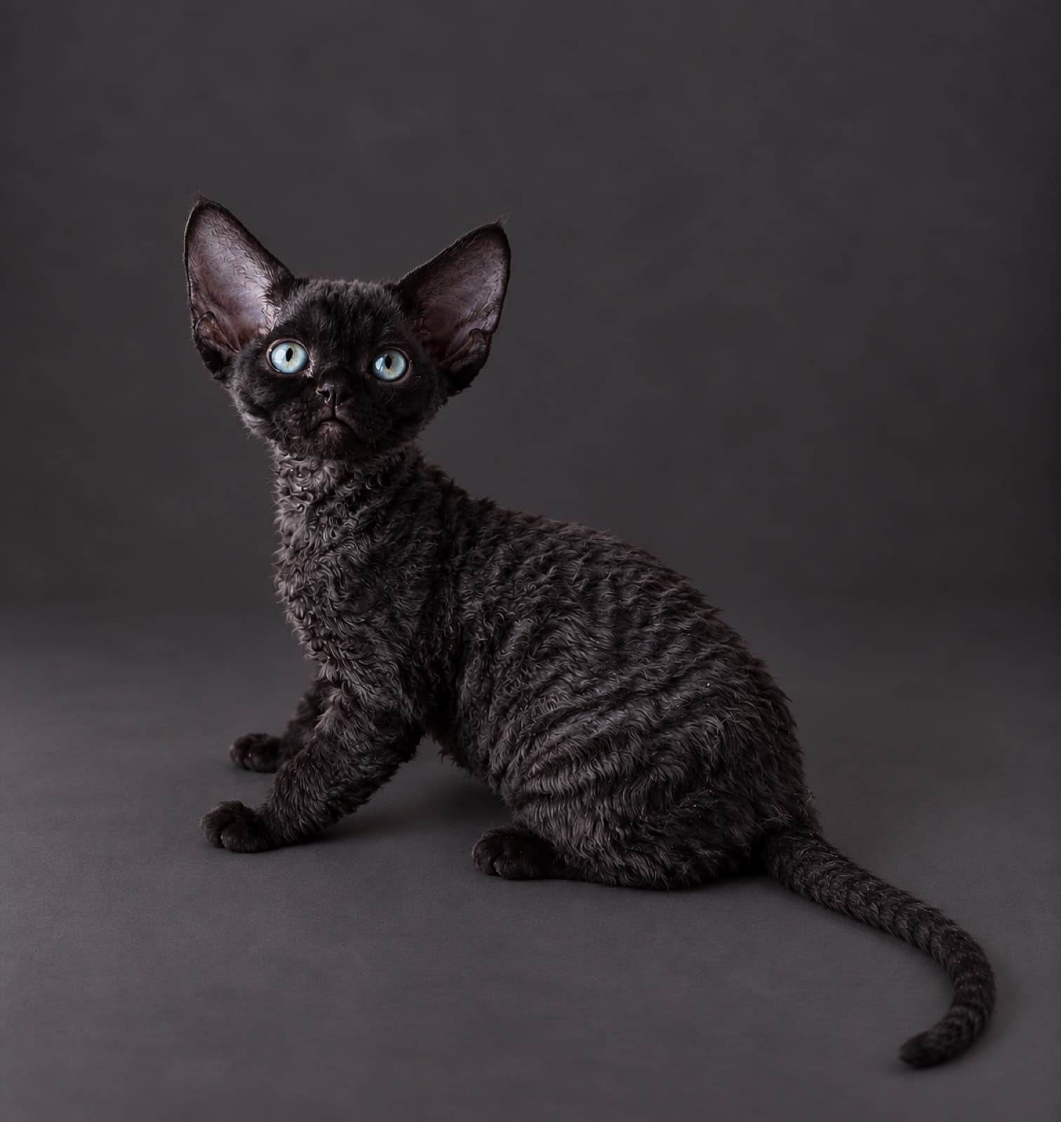 Jaina, Devon Rex
