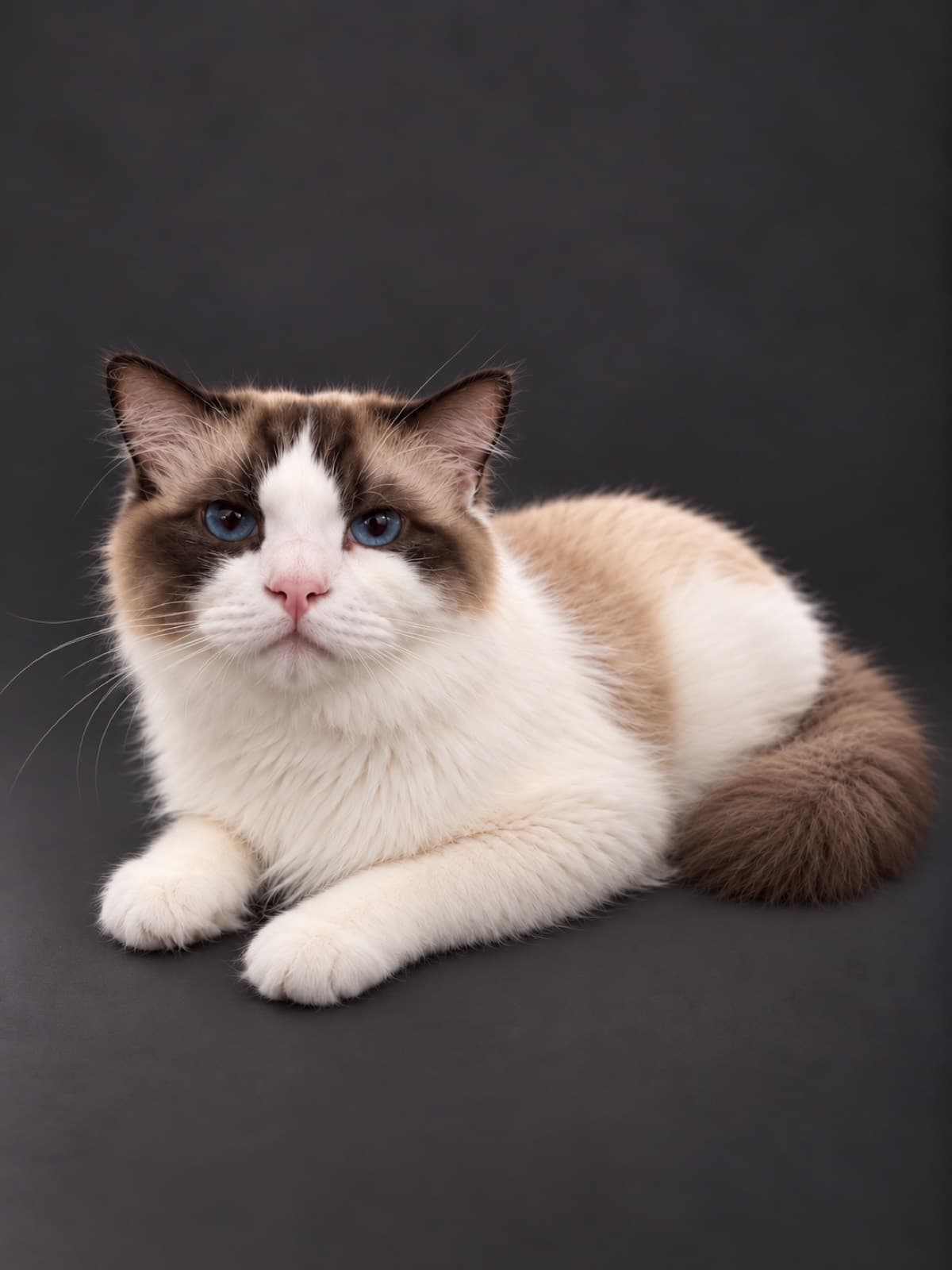 Leon, Ragdoll