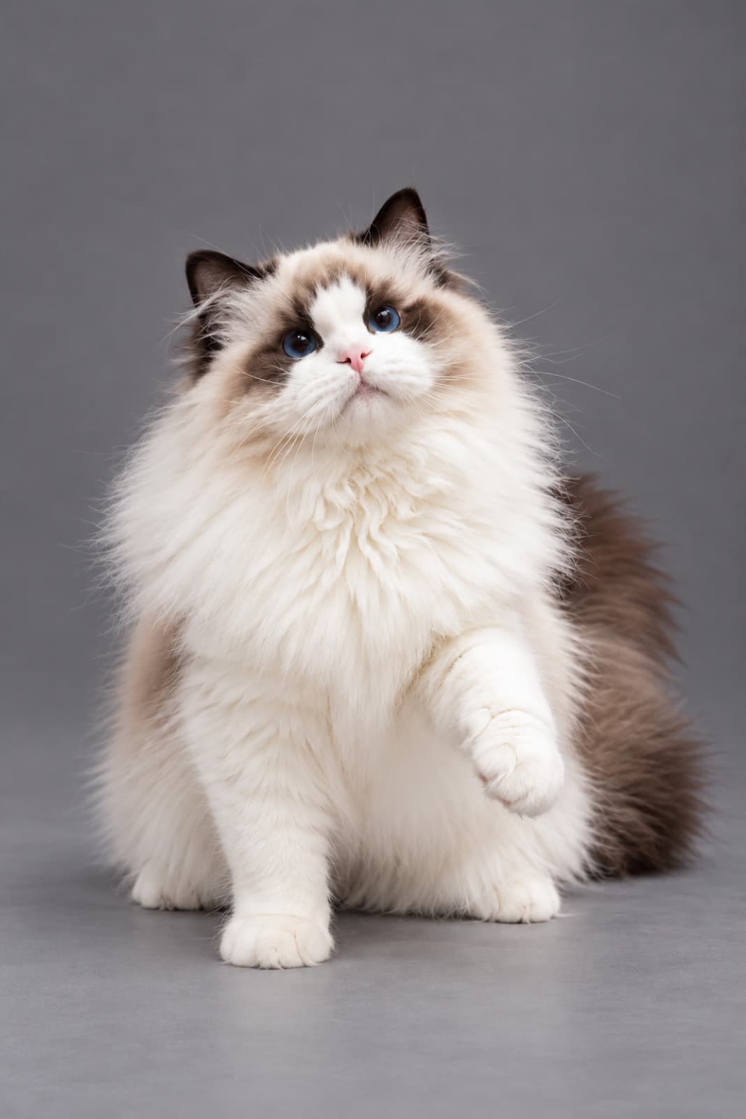 Max, Ragdoll