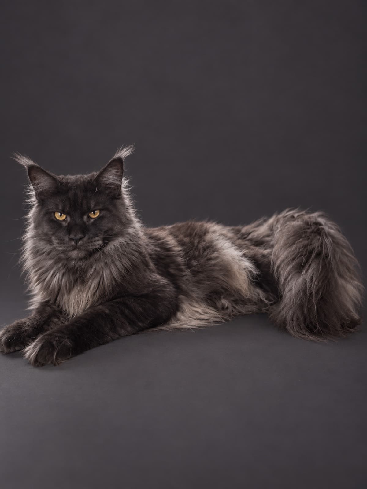 Mozart, Maine Coon
