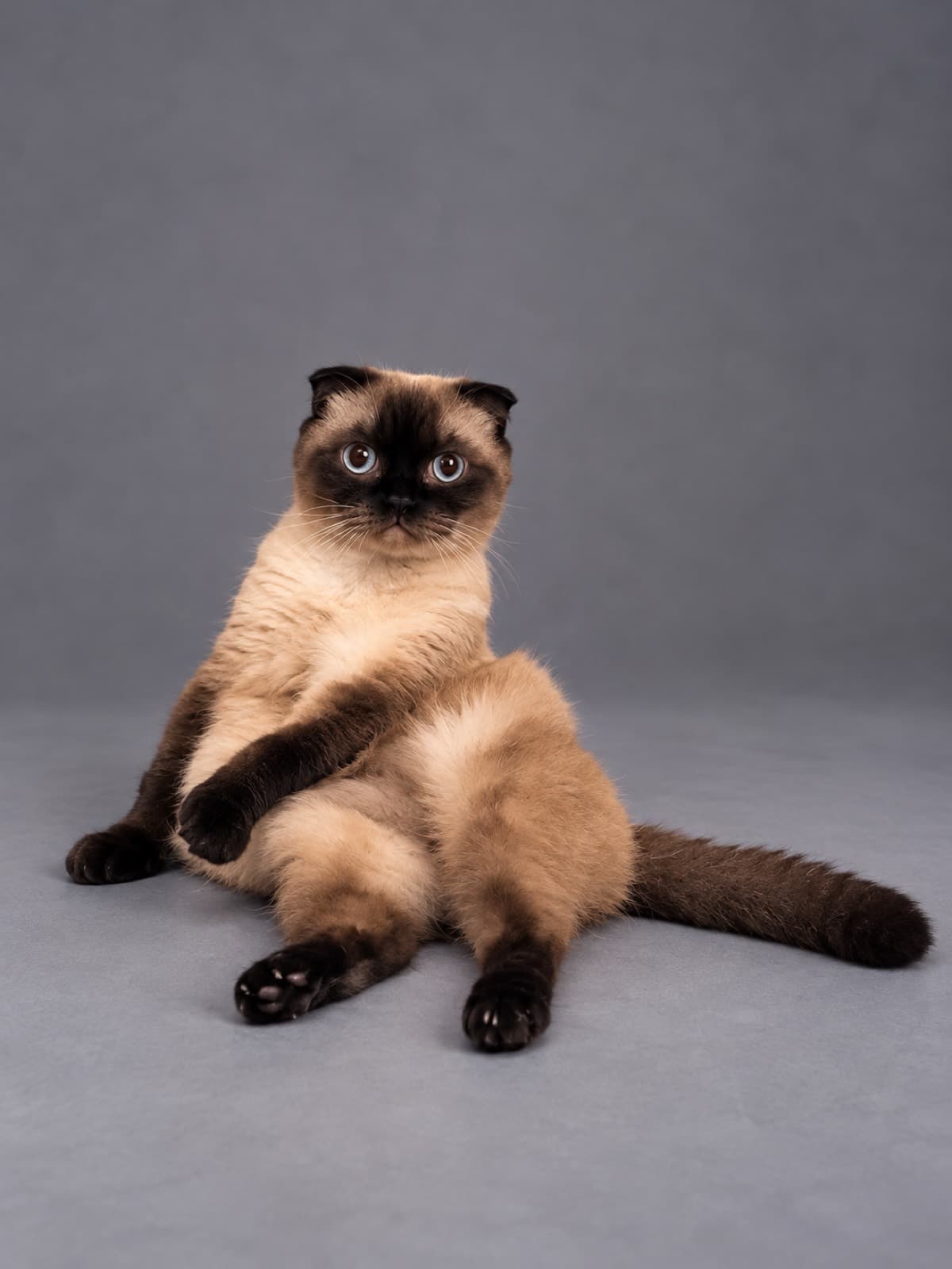 Napoleon, Scottish Fold
