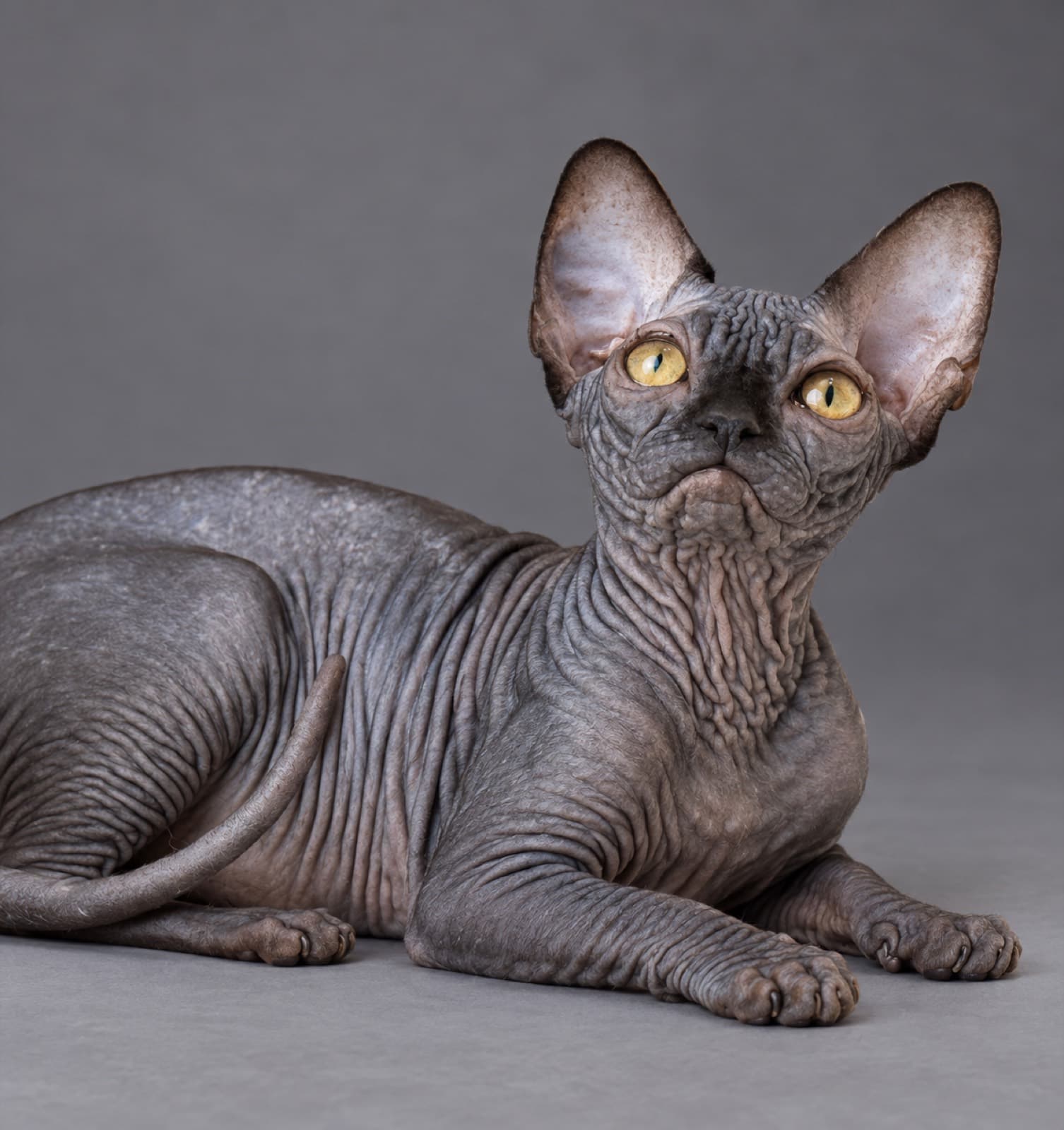 Phantom, Sphynx