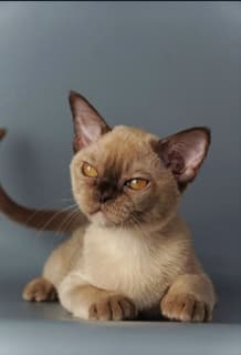 Walli, Burmese
