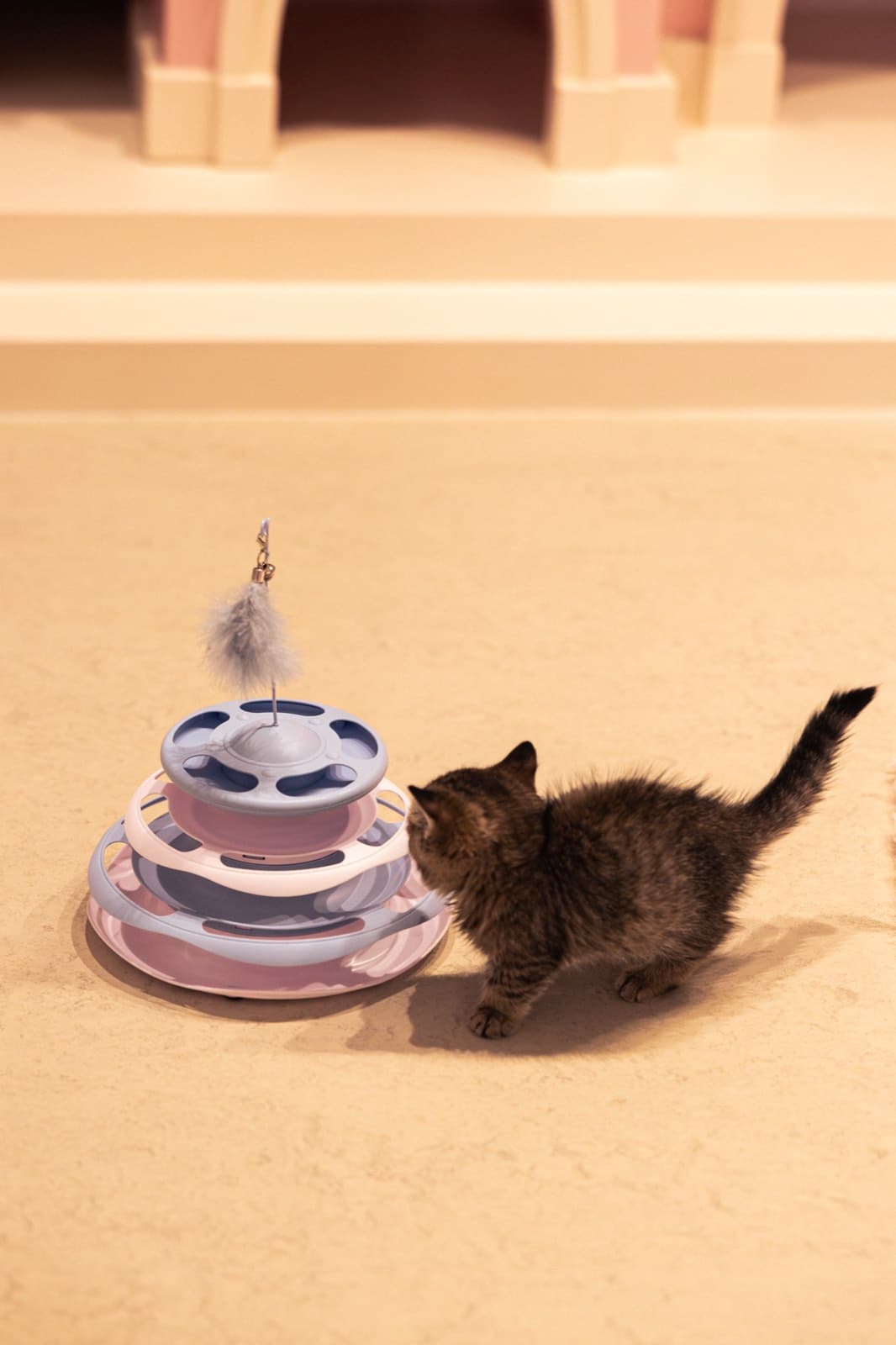 A kitten playing in Kitten Castle