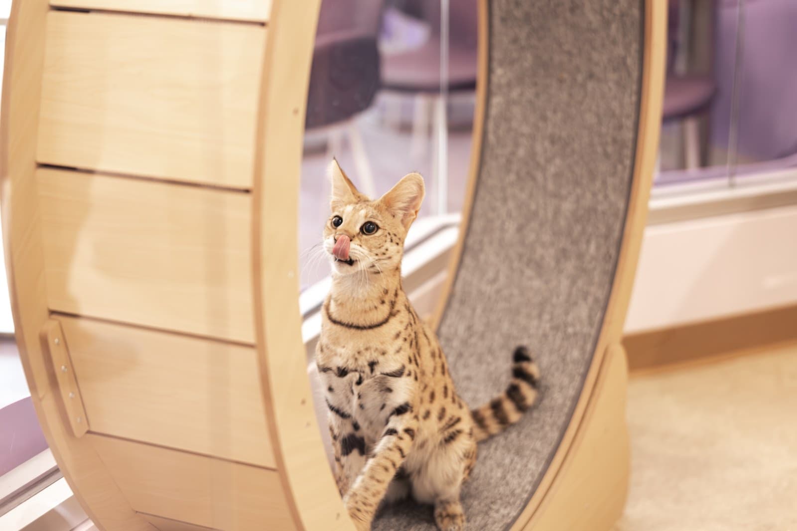 One of our Savannahs on the cat wheel