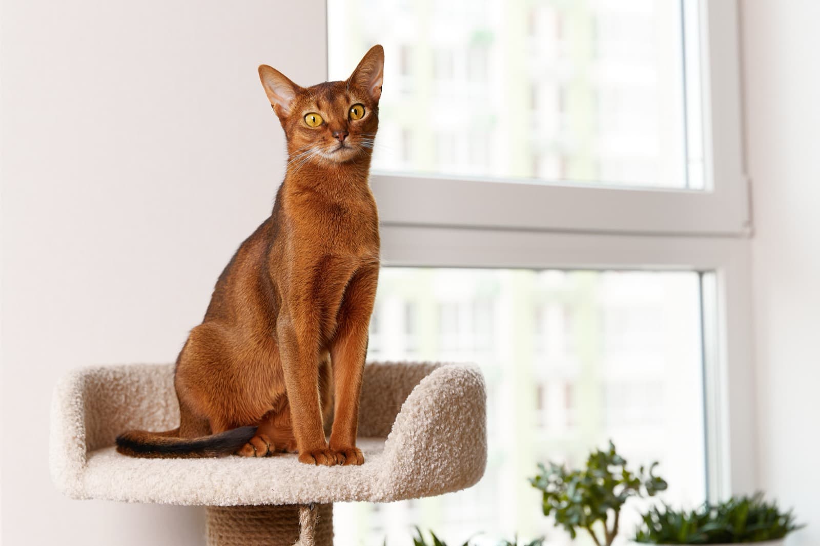 A ruddy Abyssinian sitting upright on a cat-tree perch in a bright room