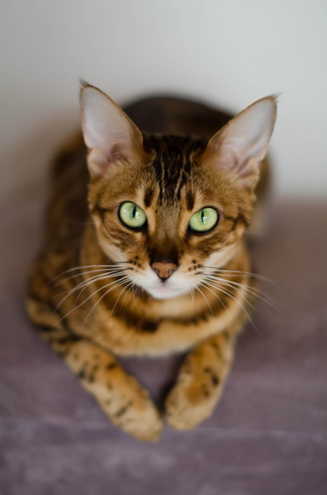 A brown spotted Bengal with bright green eyes lying on mauve fabric, looking up
