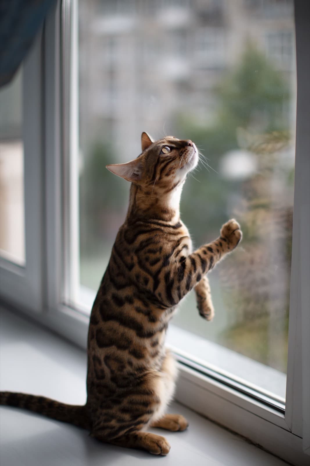 A brown rosetted Bengal standing on its hind legs at a window, one paw on the glass