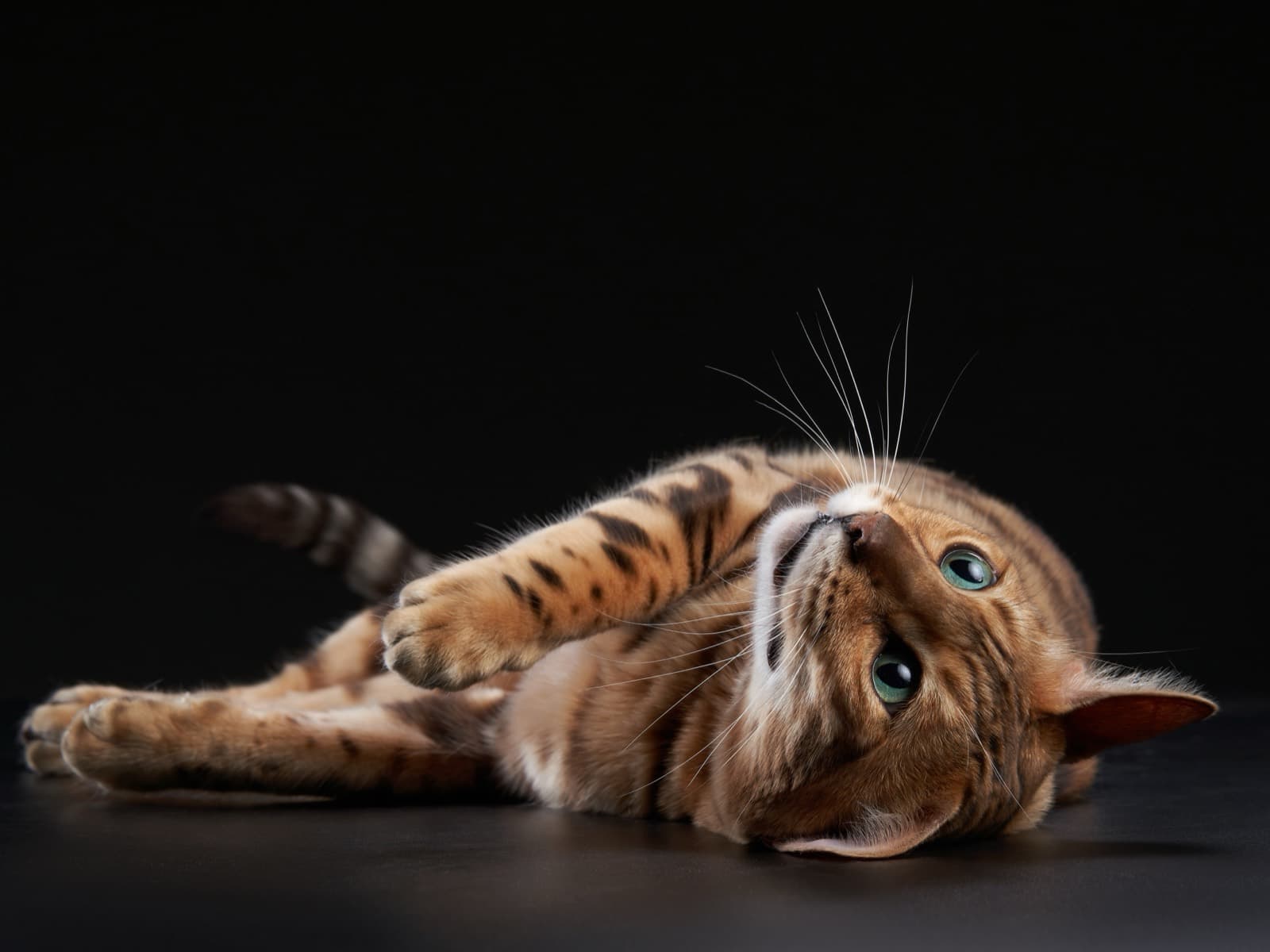 A brown rosetted Bengal rolling on its back on a black floor, looking up