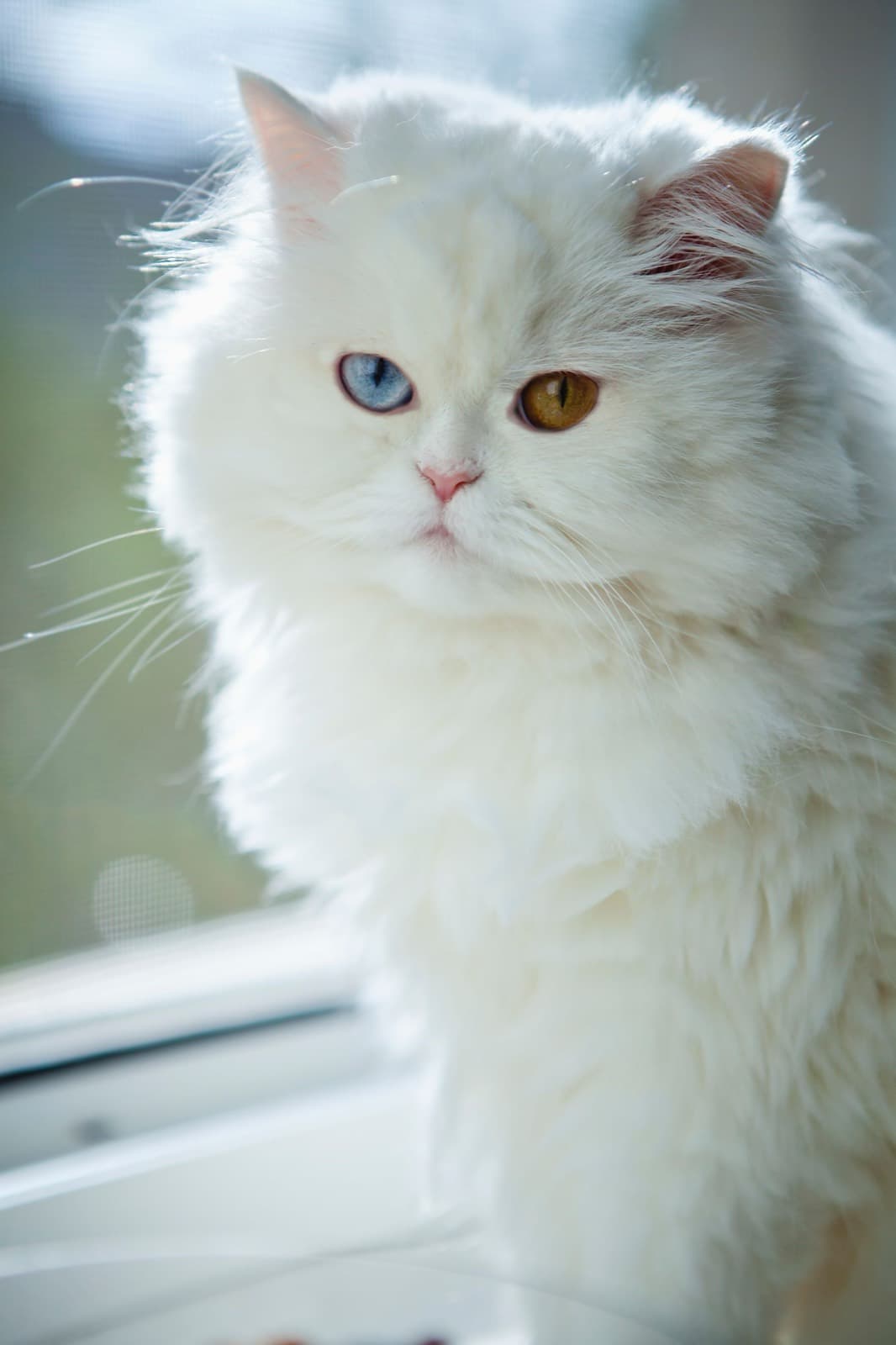 A white British Longhair with one blue eye and one amber eye, sitting by a bright window