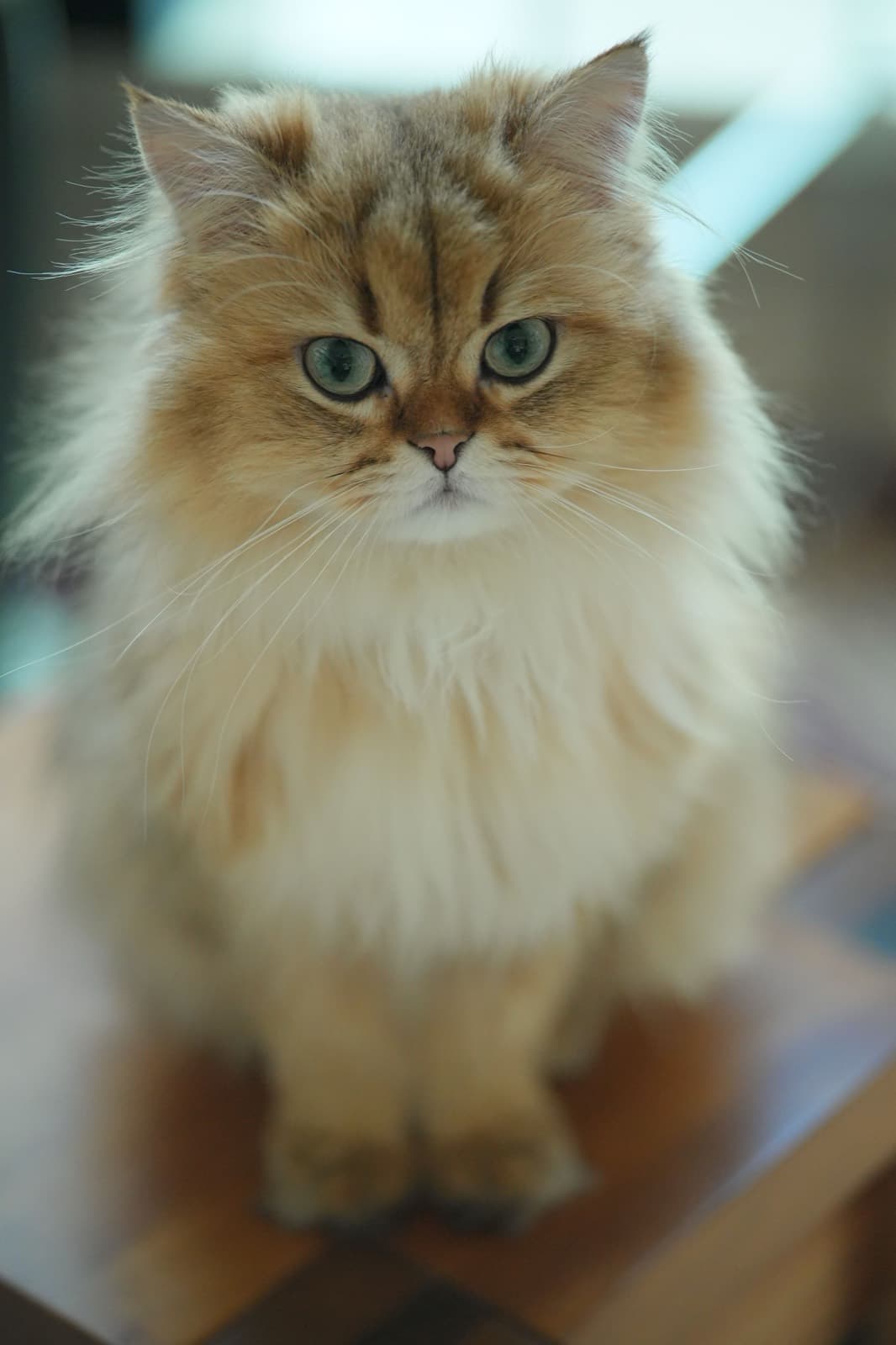 A golden-shaded British Longhair with sea-green eyes and a full white ruff