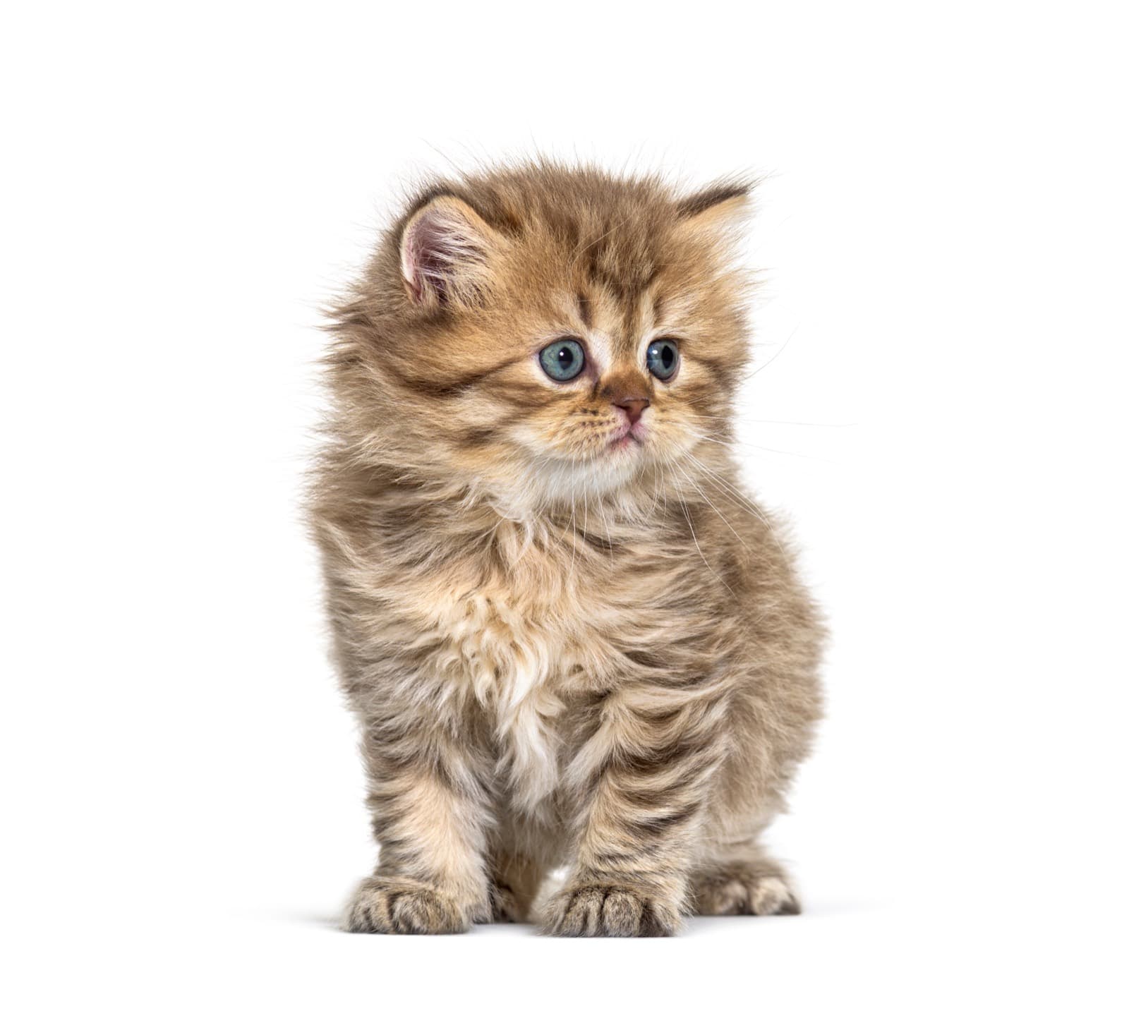 A fluffy golden tabby British Longhair kitten standing on a white background