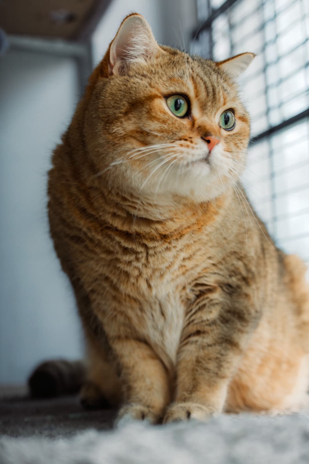 A golden British Shorthair with green eyes sitting by white window blinds