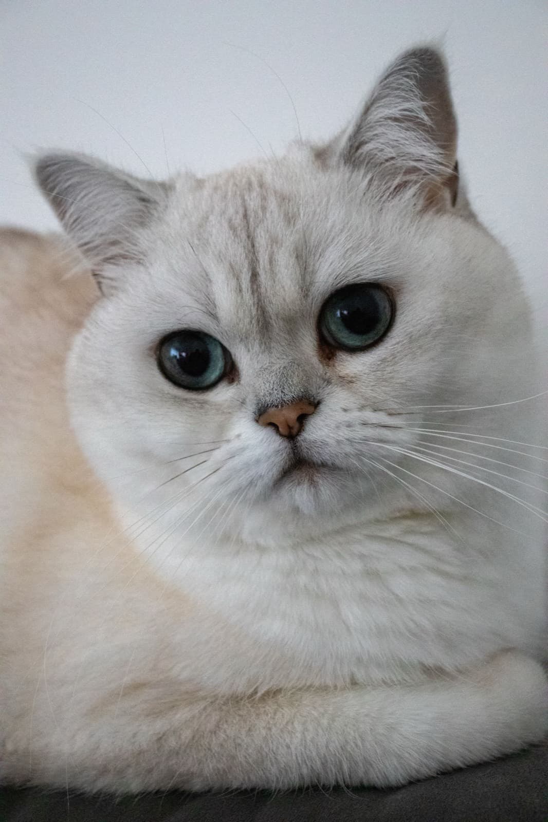 A pale chinchilla British Shorthair with blue-green eyes lying against a grey background