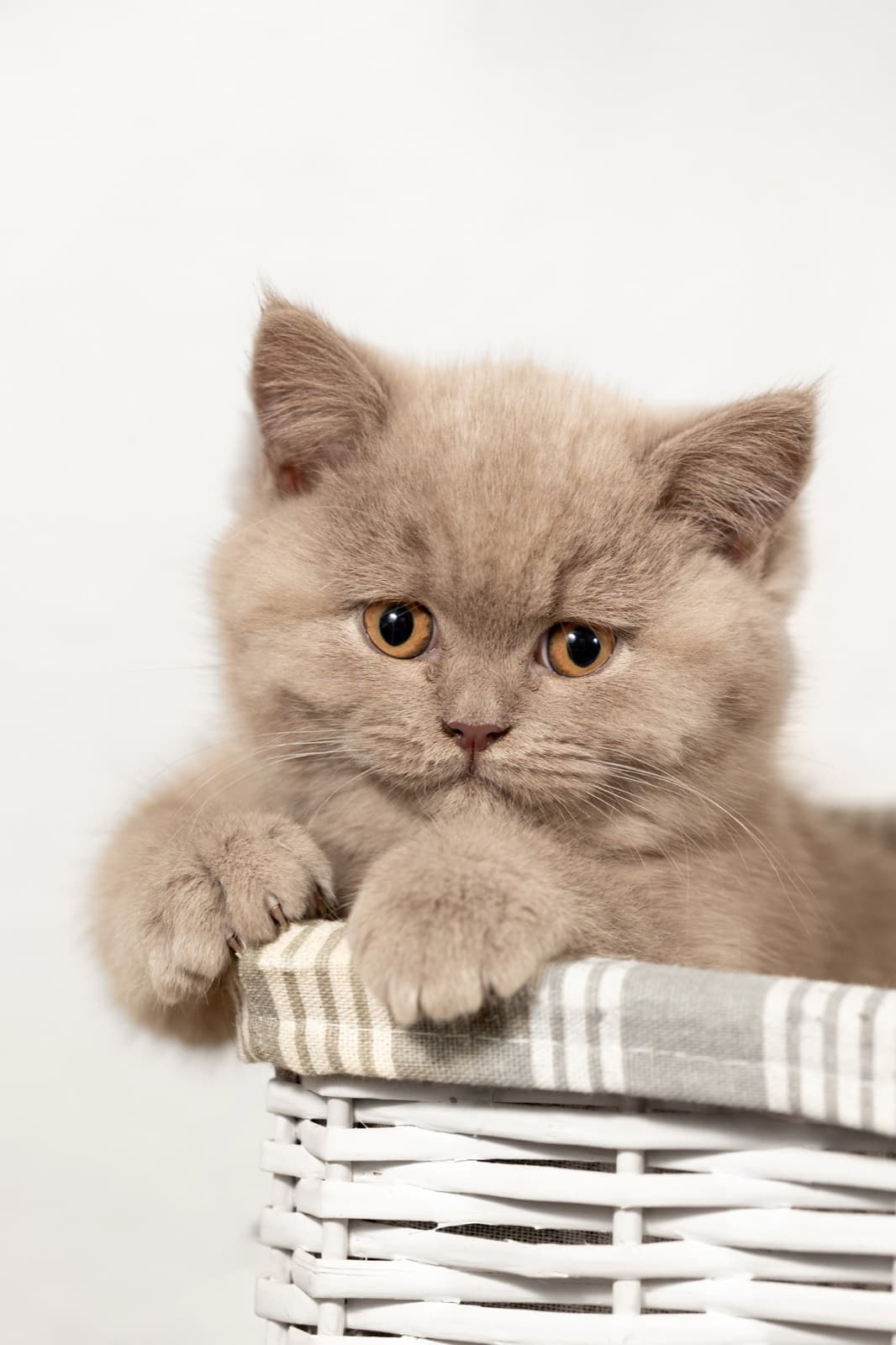 A lilac British Shorthair kitten with copper eyes peering over the rim of a wicker basket