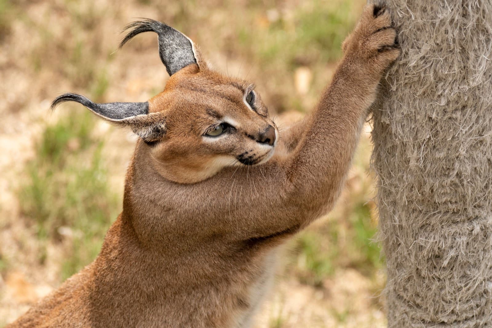 A young caracal stretching up against a tree trunk