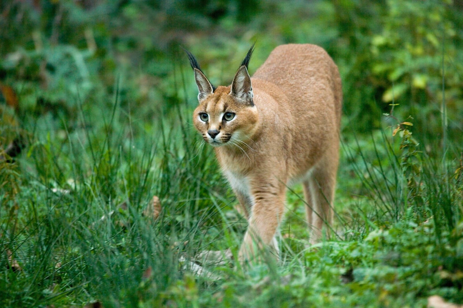 A caracal walking through long grass