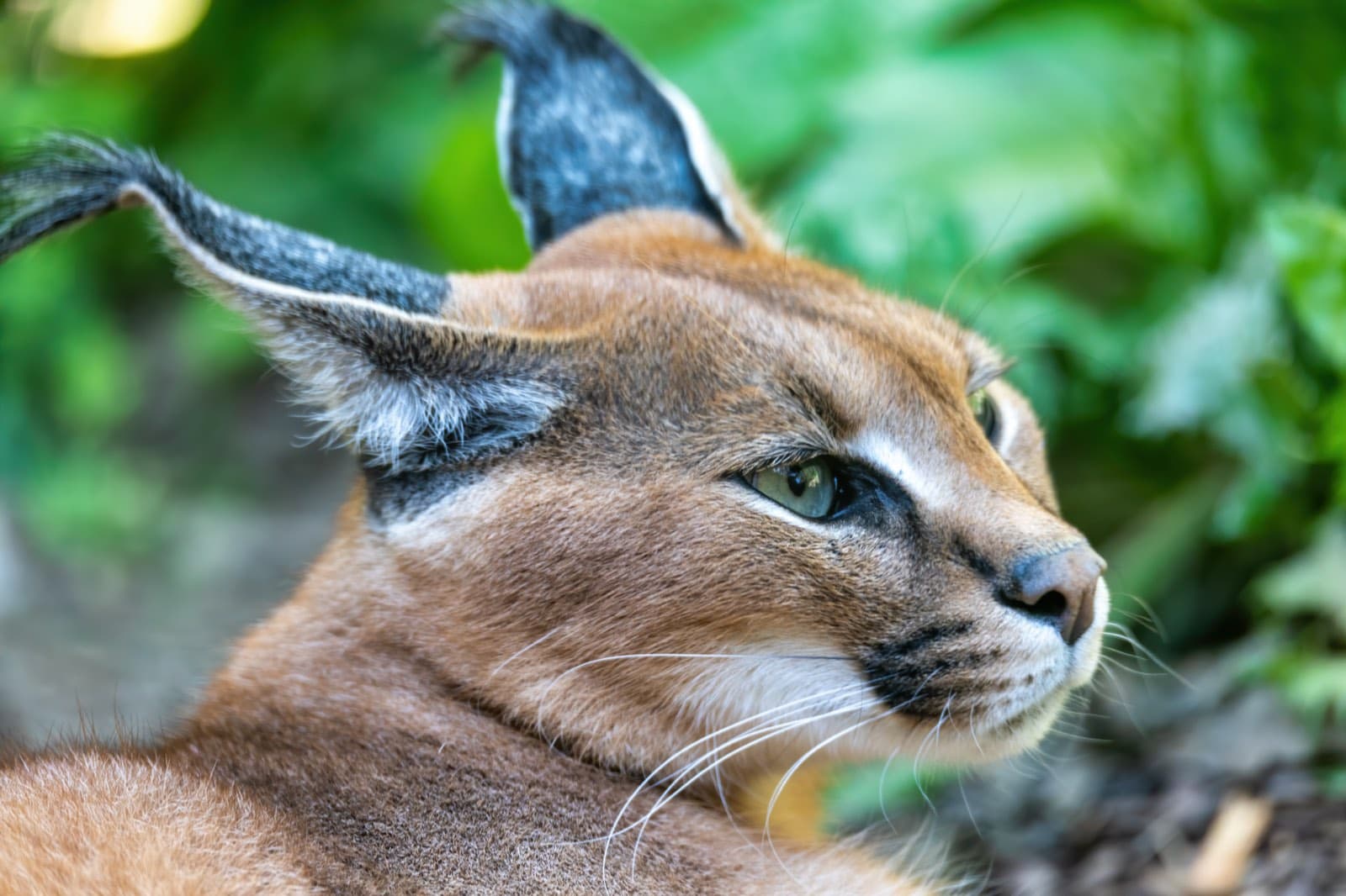 A caracal in profile, showing the long black ear tufts the breed is known for