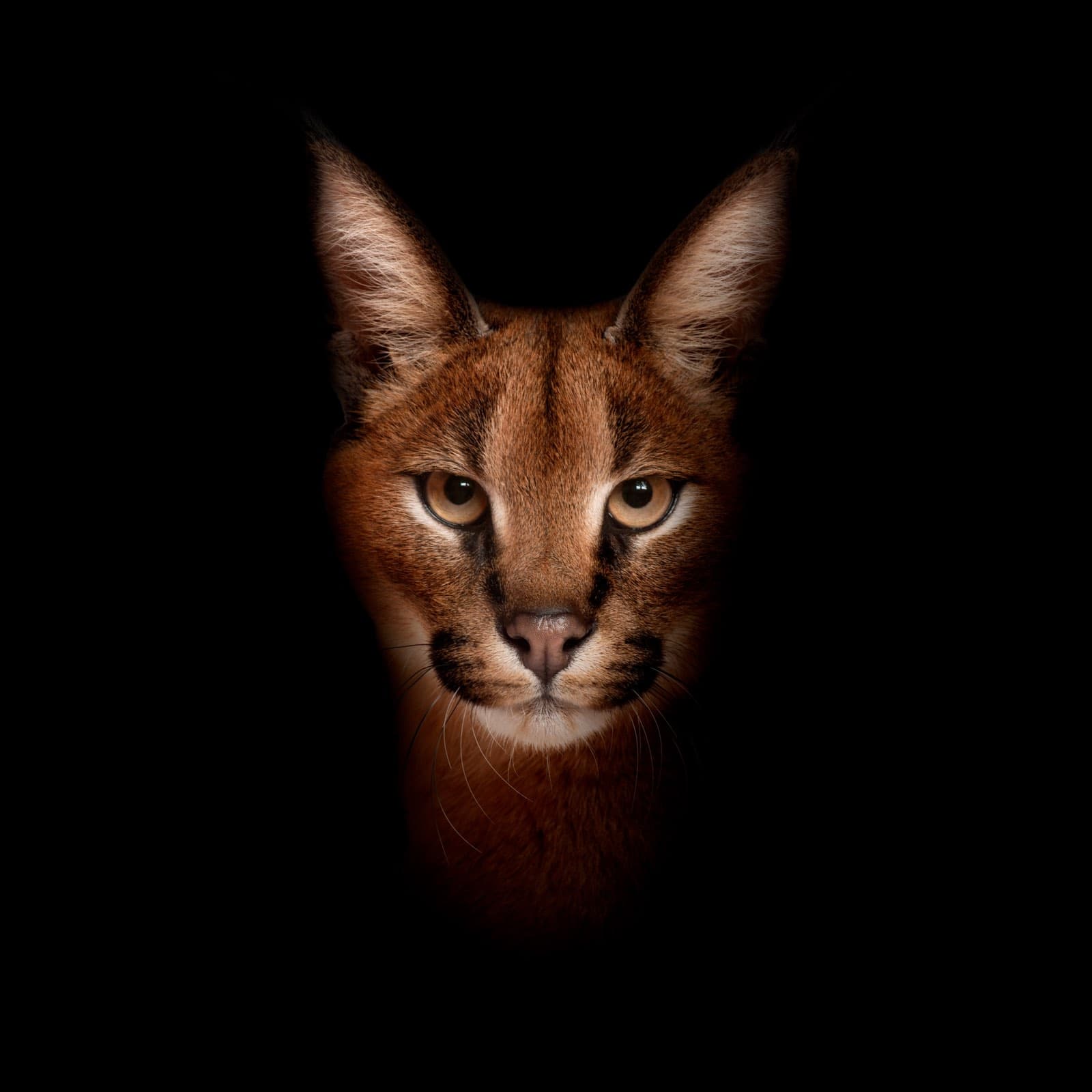 A caracal facing the camera against a dark background