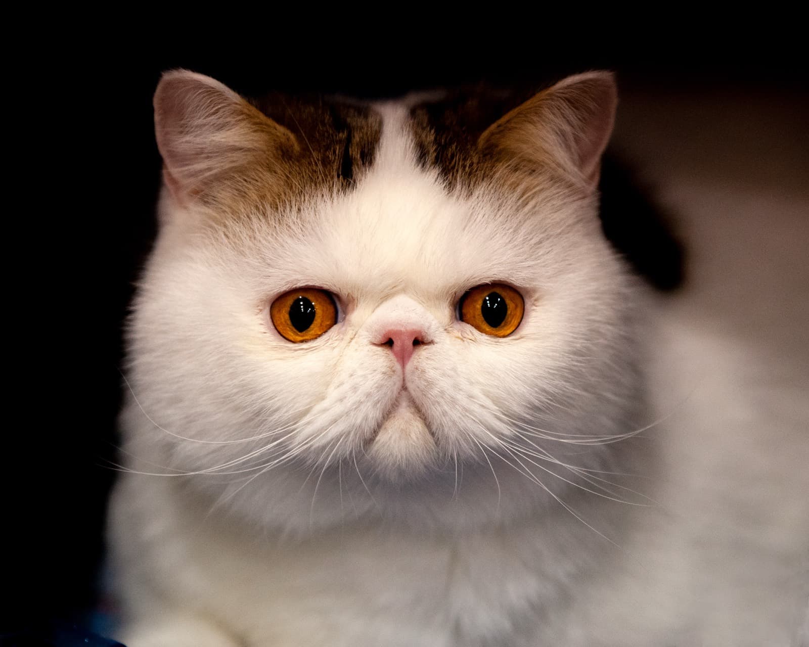 A close-up of a white Exotic Shorthair with a brown tabby cap and deep orange eyes