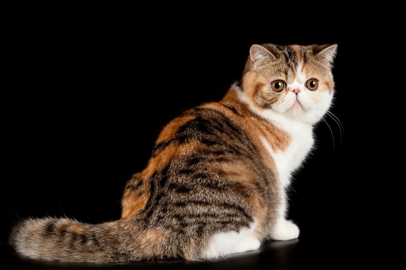 A calico Exotic Shorthair looking back over its shoulder against a black background