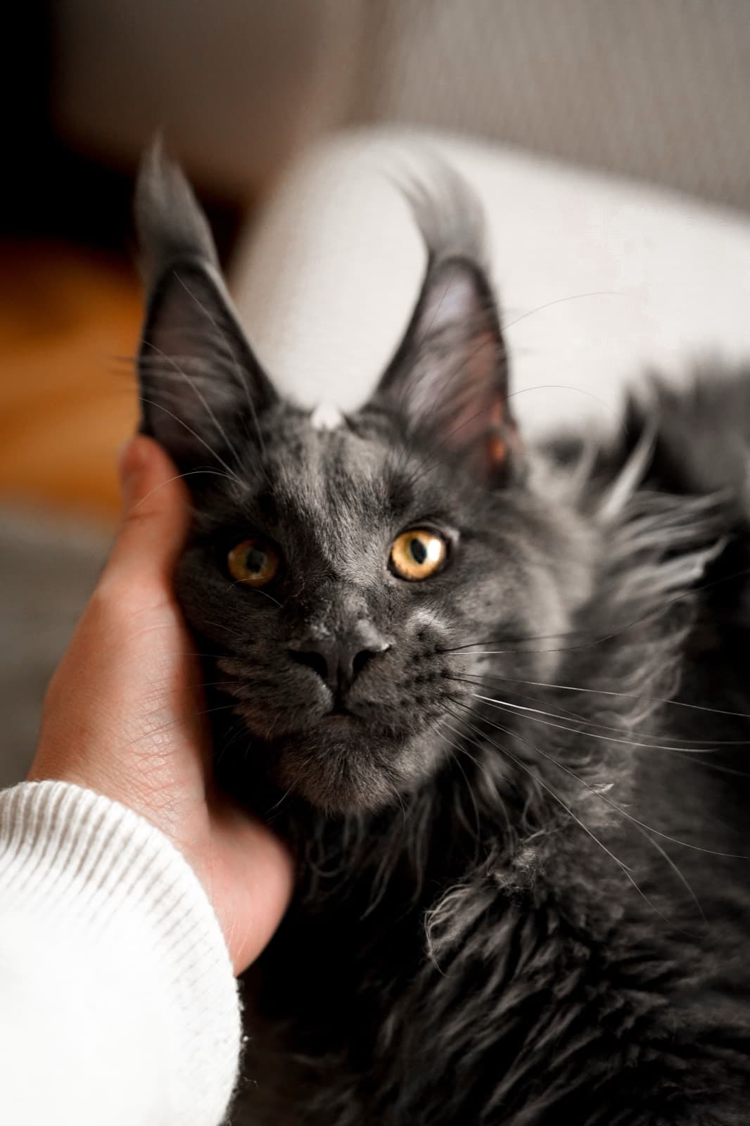 A smoky blue Maine Coon with tall tufted ears, its cheek resting in a hand