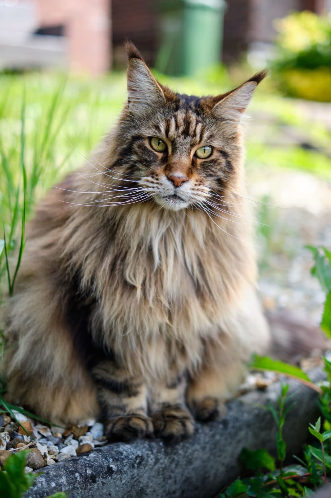 A brown tabby Maine Coon with a big ruff and tufted ears sitting on stone edging
