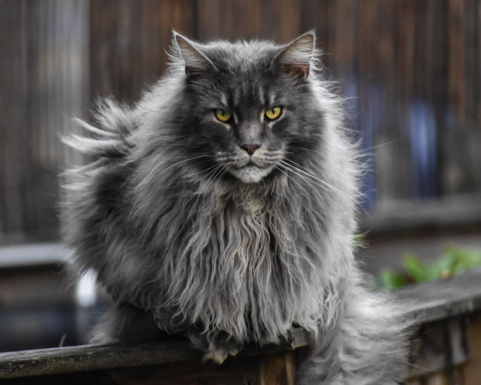 A shaggy blue-grey Maine Coon with yellow eyes on a wooden fence rail