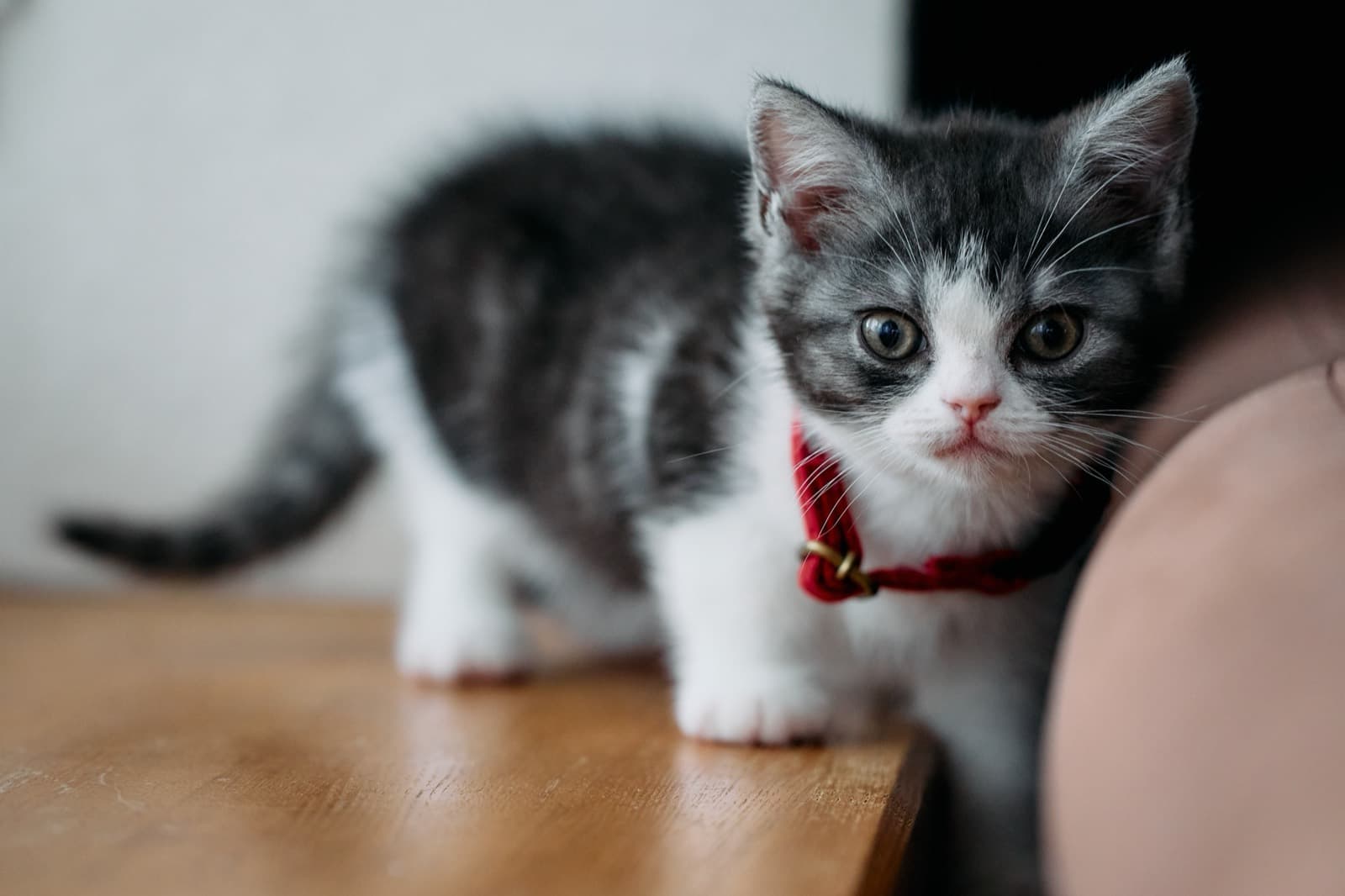 A grey-and-white Munchkin kitten with a red bell collar standing on a wooden table