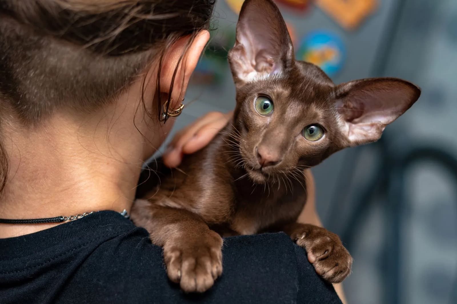 A chocolate-brown Oriental Shorthair with very large ears perched on a woman's shoulder