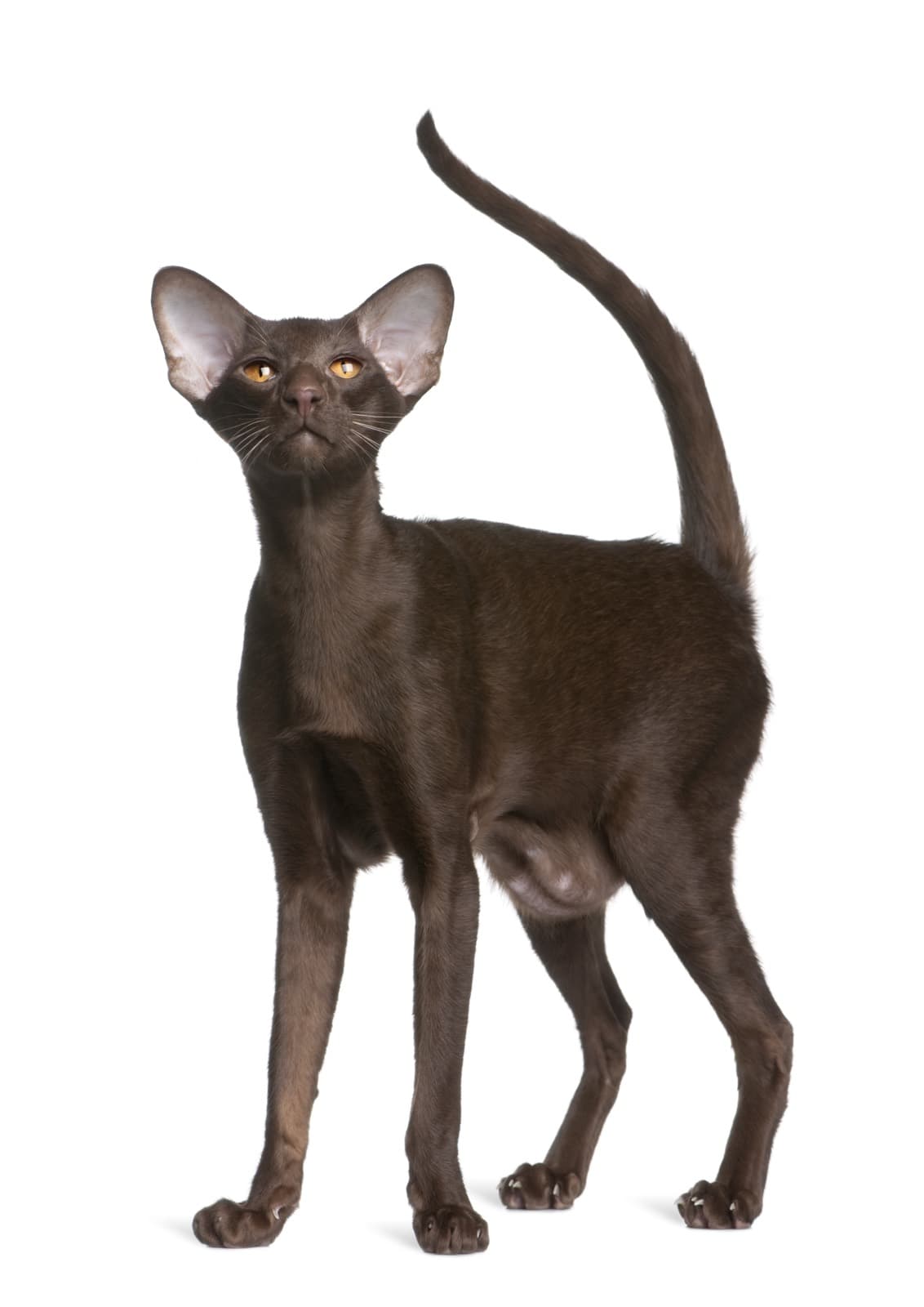 A slender chocolate Oriental Shorthair standing with its whip tail raised
