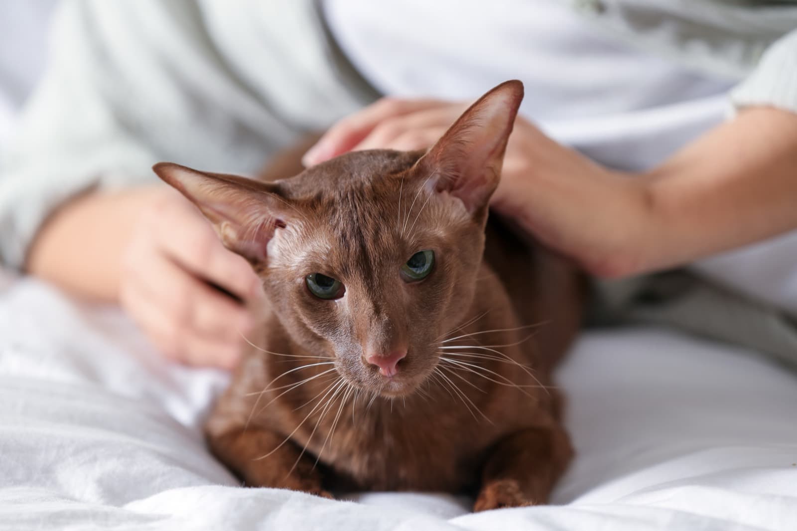 A chocolate Oriental Shorthair lying on white bedding while someone strokes it