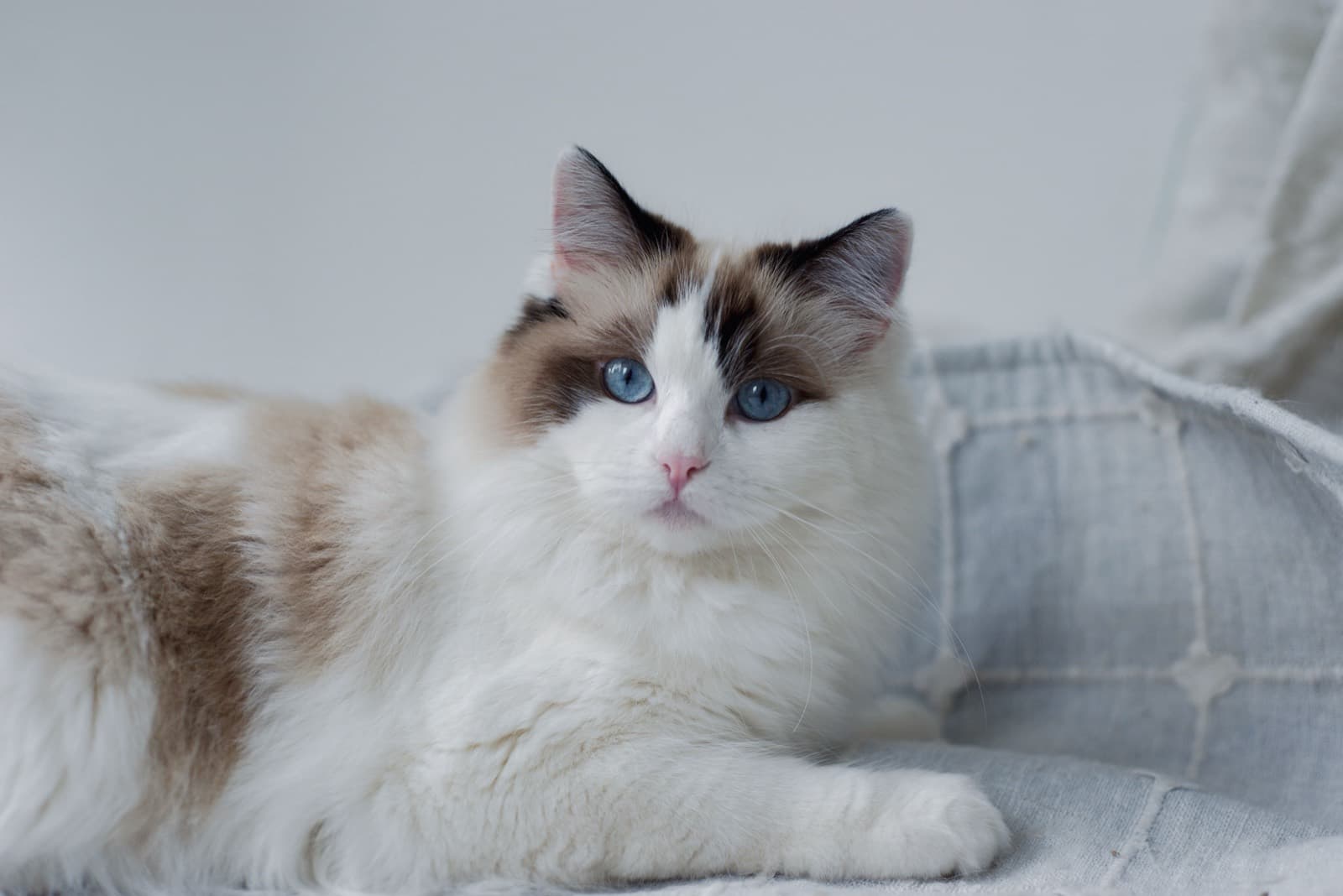 A seal bicolour Ragdoll with blue eyes lying on a grey blanket