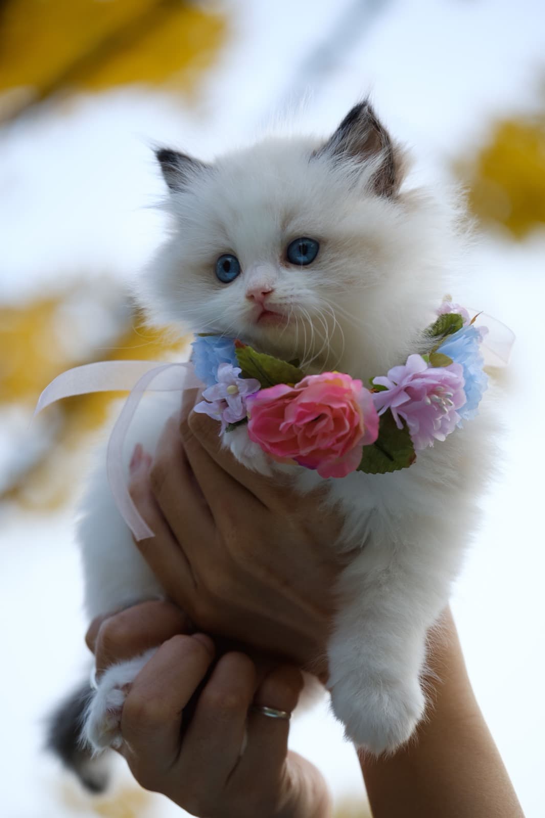 A fluffy white Ragdoll kitten with blue eyes and a flower garland, held up against autumn trees