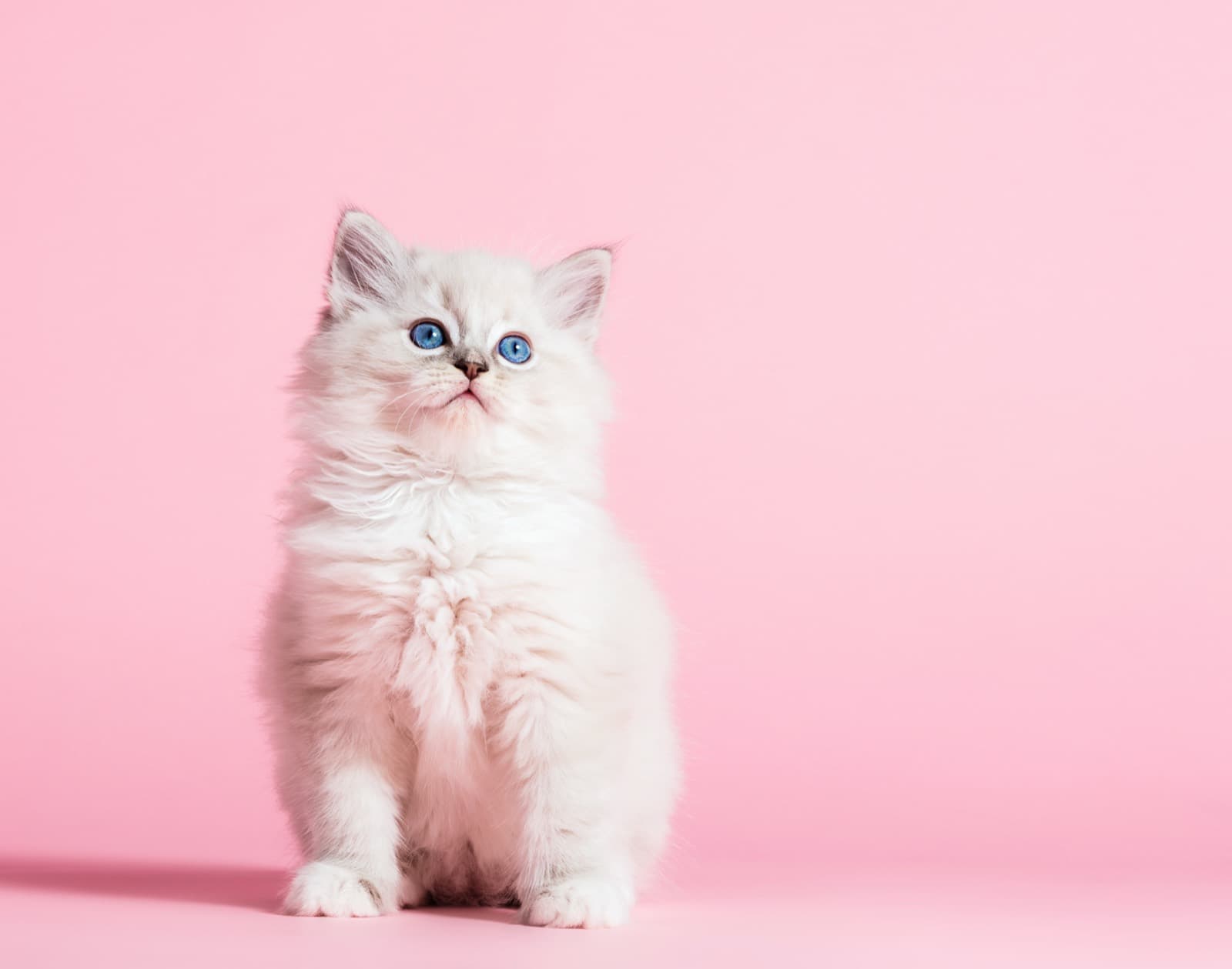 A fluffy white colourpoint Ragdoll kitten sitting against a pastel-pink backdrop
