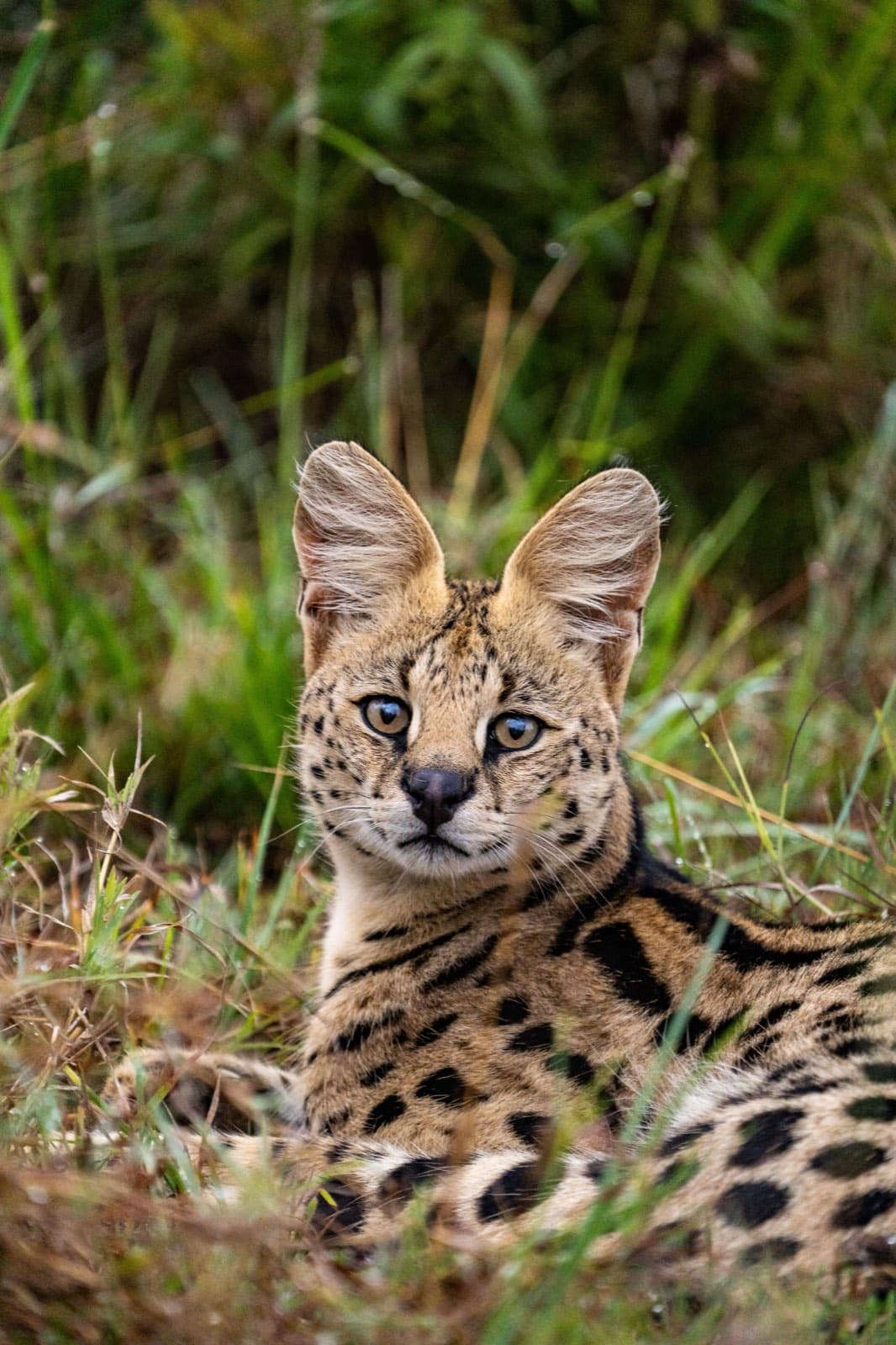 A serval resting in long grass, its large ears turned forward
