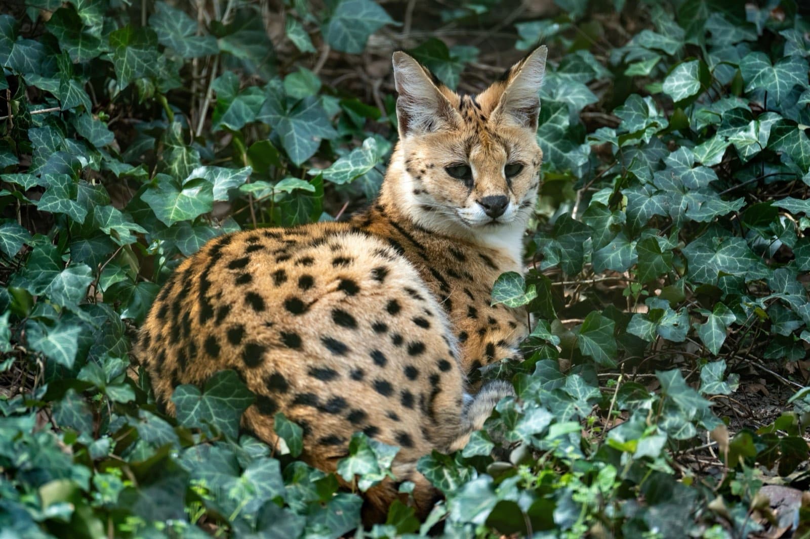 A serval curled among ivy, looking towards the camera