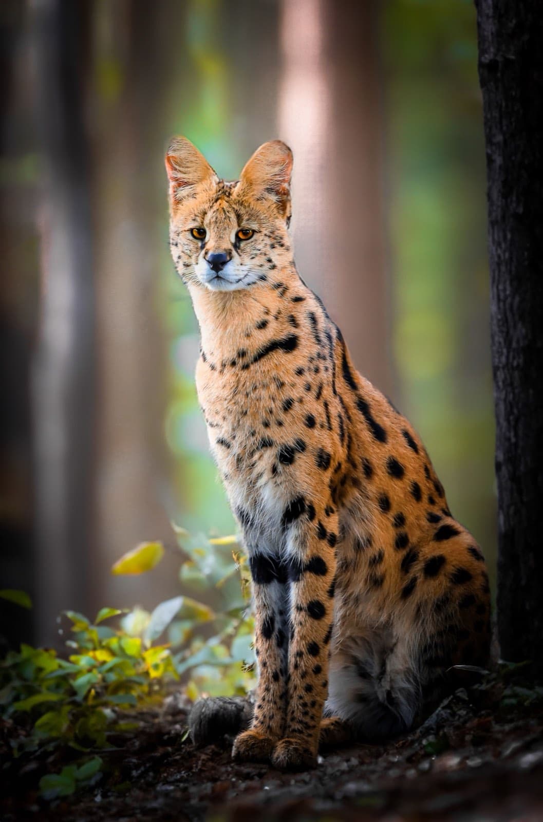 A serval standing in a forest clearing, showing its very long legs