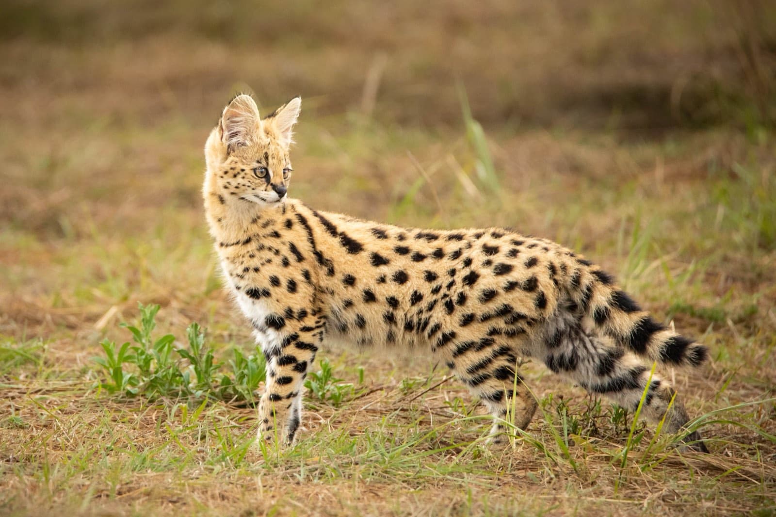 A serval standing in grassland, showing its spotted coat and ringed tail