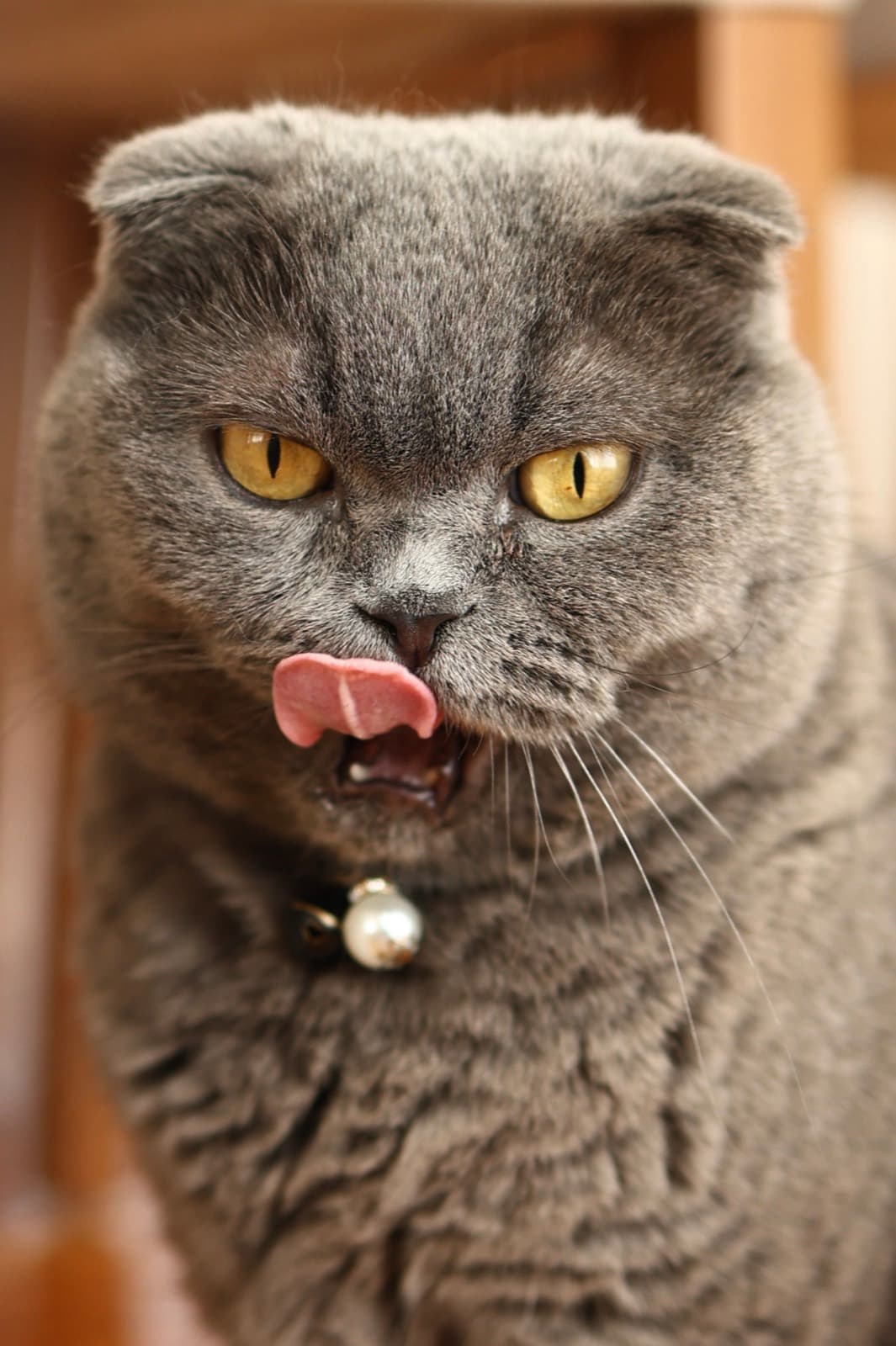 A grey Scottish Fold with amber eyes and a small bell collar