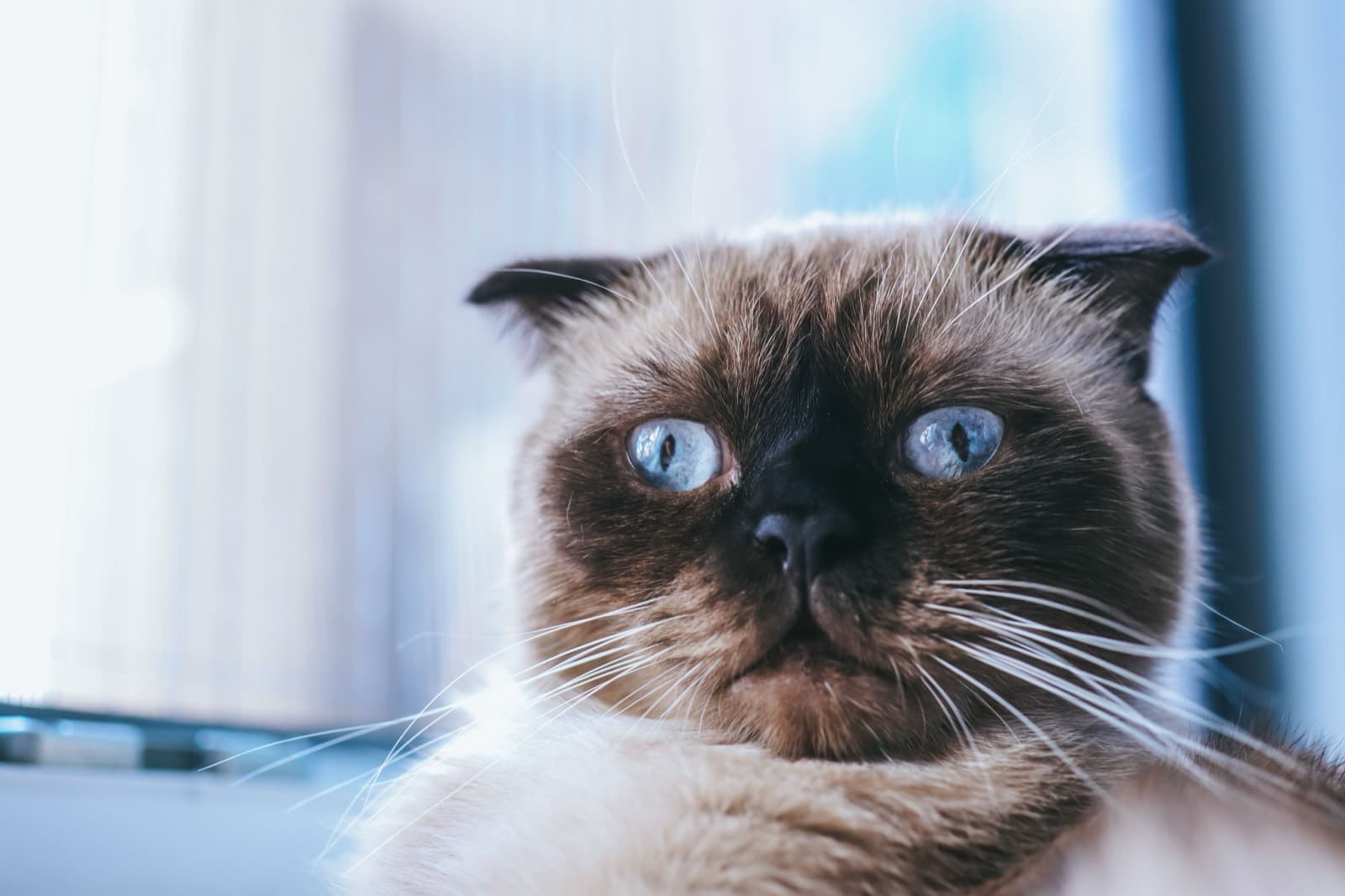A colourpoint Scottish Fold with pale blue eyes beside a bright window