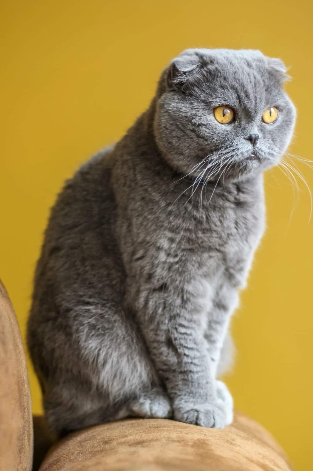 A blue-grey Scottish Fold sitting on a sofa arm against a mustard-yellow wall