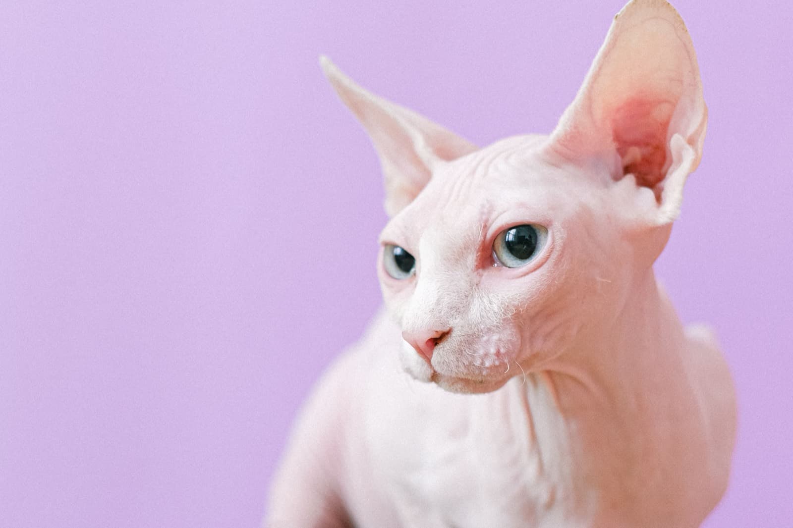 A close-up of a pale Sphynx with huge ears against a lilac background
