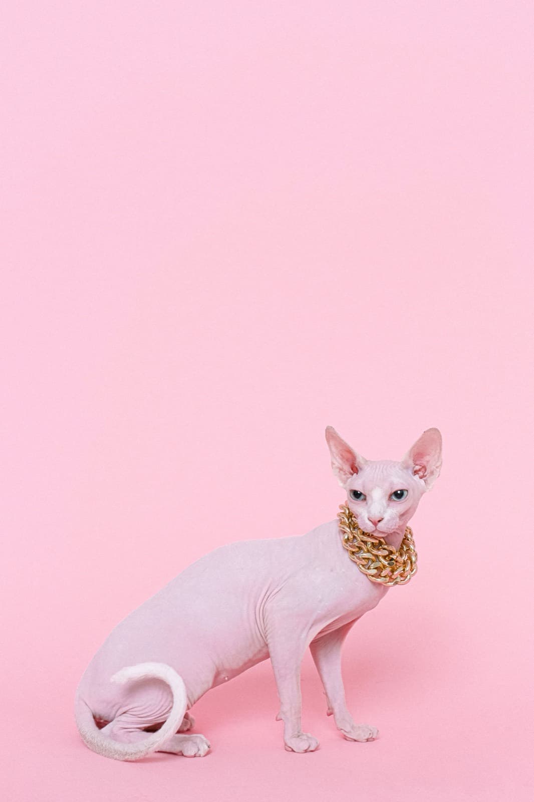 A pale Sphynx with blue eyes and a gold chain collar against a pink background