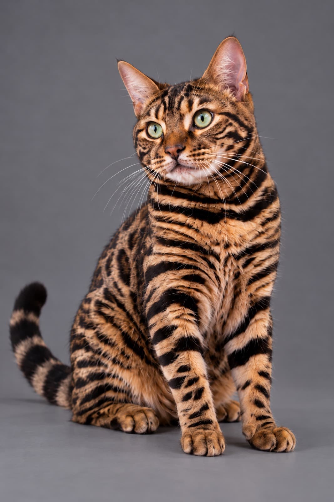 Baron, Bengal