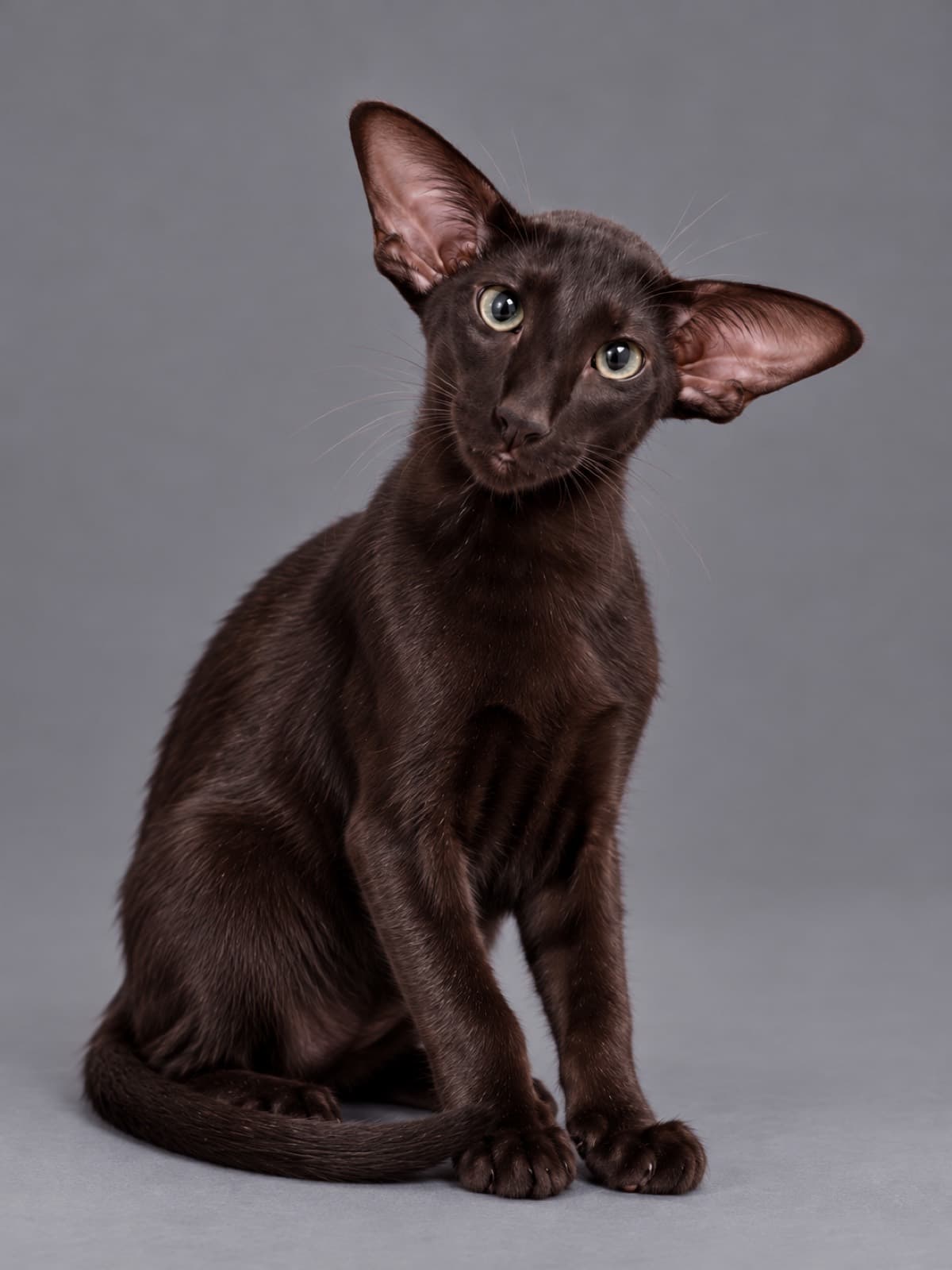 Batcat, Oriental Shorthair